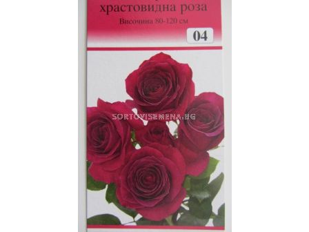 Облагородена храстовидна роза: Каталожен номер 04
