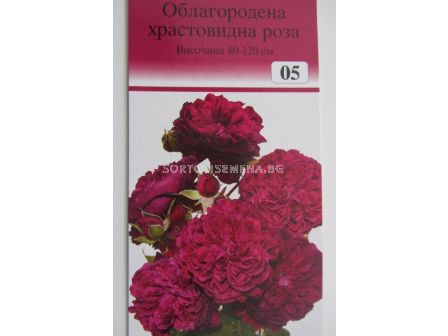 Облагородена храстовидна роза: Каталожен номер 05