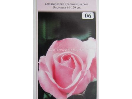 Облагородена храстовидна роза: Каталожен номер 06