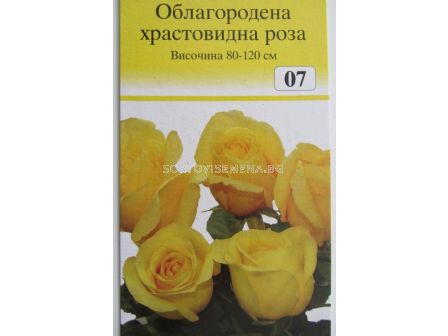 Облагородена храстовидна роза: Каталожен номер 07