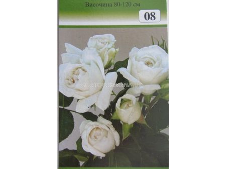 Облагородена храстовидна роза: Каталожен номер 08