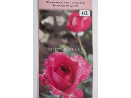 Облагородена храстовидна роза: Каталожен номер 02