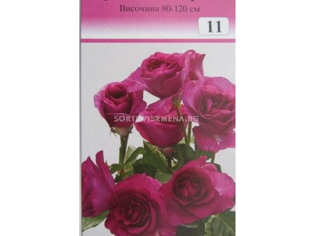 Облагородена храстовидна роза: Каталожен номер 11