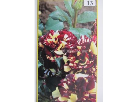 Облагородена храстовидна роза: Каталожен номер 13