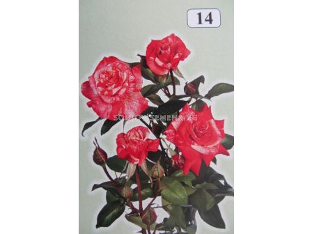 Облагородена храстовидна роза: Каталожен номер 14