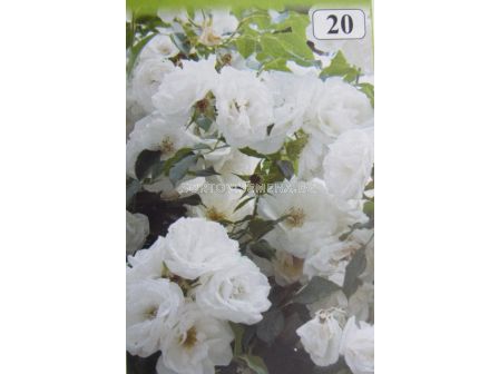 Облагородена влачеща роза: Каталожен номер 20