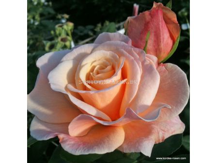 Роза Oh Happy Day (чаена хибридна роза), серия Eleganza-Antique-Kordes - 1 брой - 1