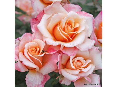Роза Oh Happy Day (чаена хибридна роза), серия Eleganza-Antique-Kordes - 1 брой - 3