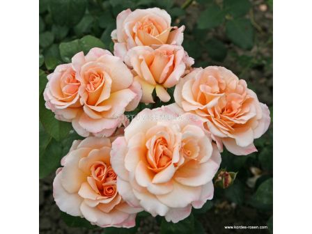 Роза Oh Happy Day (чаена хибридна роза), серия Eleganza-Antique-Kordes - 1 брой - 4