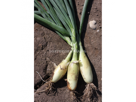 Семена ЛУК ТОСКА ONION,TOSCA -  СК - 2