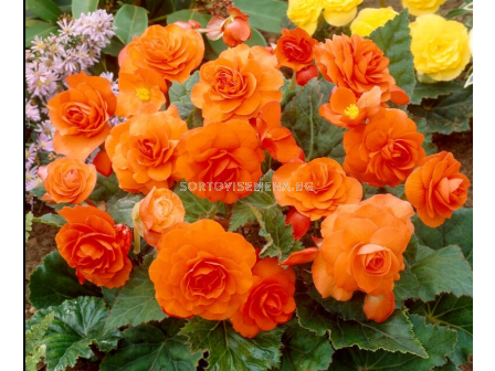 Бегония мултифлора оранжева - Begonia multiflora maxima orange - 1 брой