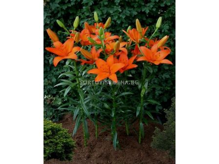 Лилиум  / Lilium asiatic 'Orange Ton' / 1 бр