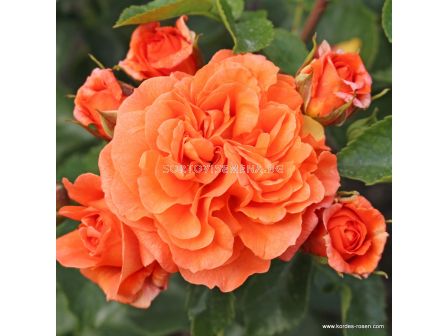 Роза Orangerie  ADR - 1 брой - 3