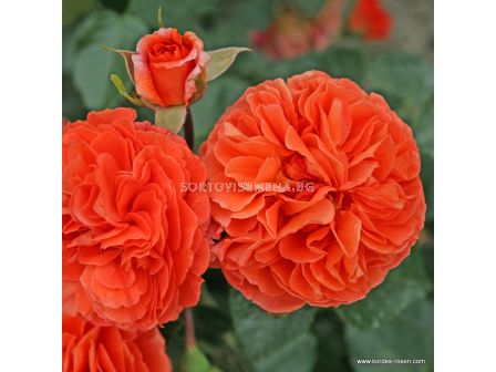 Роза Orangerie  ADR - 1 брой - 2