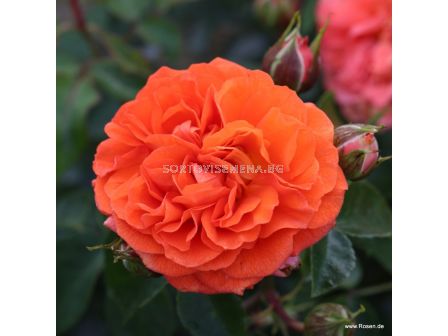 Роза Orangerie  ADR - 1 брой - 4