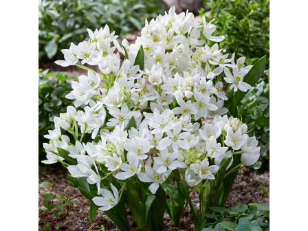 Гарвански лук /Ornithogalum White Trophy / 1 бр