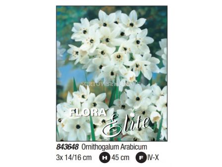 Гарвански лук arabicum - Пакет: 1 оп.- 3 бр.