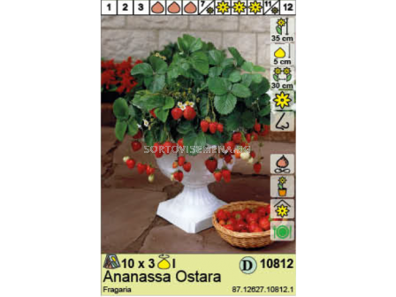 Ягоди (Strawberry) Ostara (целогодишни) - 2