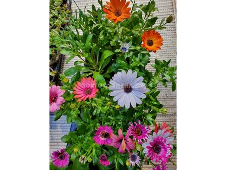 Остеоспермум - (разсад)