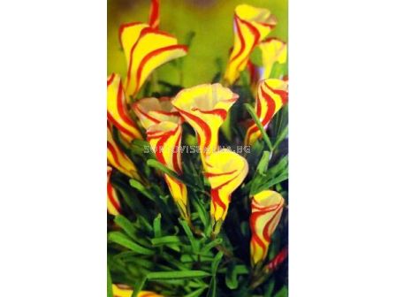 Оксалис Golden Cape - 1бр - sortovisemena.bg Оксалис Golden Cape - 1бр