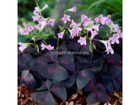 Оксалис 'Sunny' - Oxalis  'Sunny' - 1 бр.