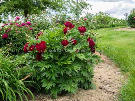 Дървовиден Божур /Itoh Paeonia Scarlet Heaven/ 1 бр