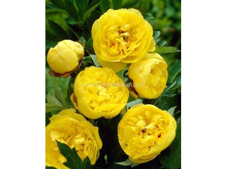 Божур жълт / Paeonia Yellow / 1 бр