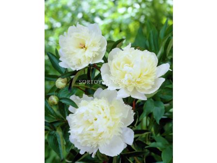 Божур - Paeonia Laura Dessert - 1 бр				