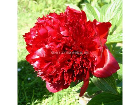 Божур /Paeonia Red Charm / 1 корен