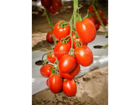 Семена домати Пай Пай F1-тип Рома- Pai Pai F1 - 500 бр. семена