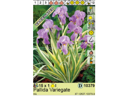 Ирис Pallida Variegate/ Iris  - 1 брой