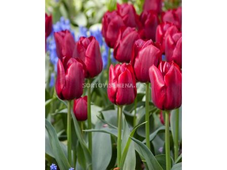 Лале Pallada/ 1 бр