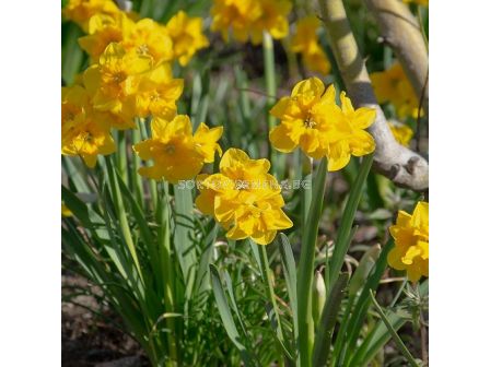Нарцис/  Narcissus Yellow Parrot - 1 бр.