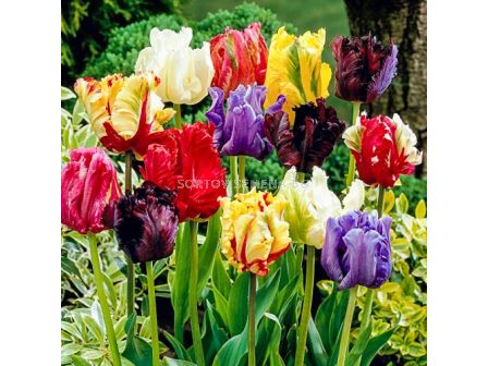Лале папагал микс/ Tulips parrot mixed - 1 бр.