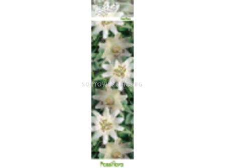 Пасифлора бяла - Passiflora Constance Elliot