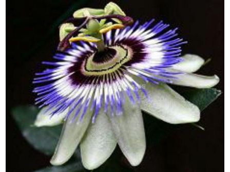 Пасифлора синьо-бяла (Passiflora Hybride White-Blue)