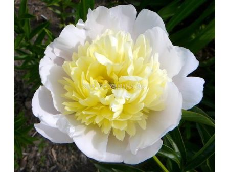 Божур Primavera / 1 корен