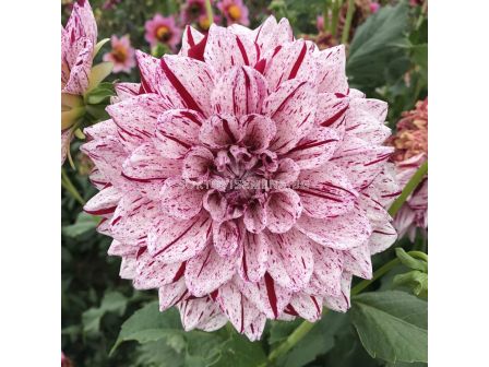 Далия Painted Girl / 1 корен