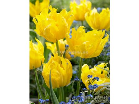 Лале Monte Parrot - 1 бр.