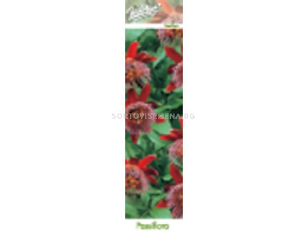 Пасифлора червена - Passiflora Alata