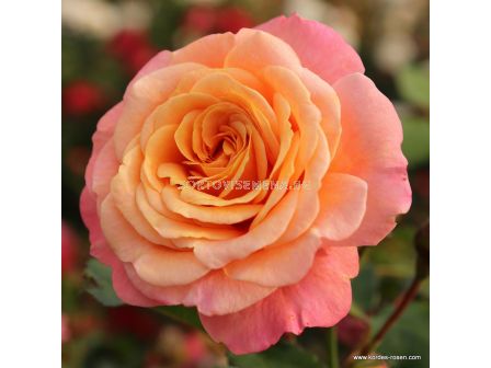 Роза Peach Melba ADR - 1 брой - 1
