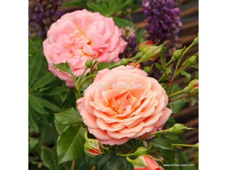 Роза Peach Melba ADR - 1 брой - 3