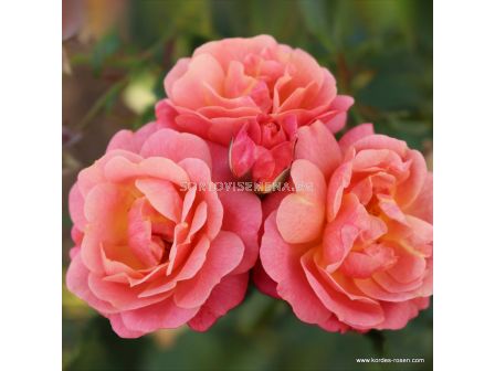 Роза Peach Melba ADR - 1 брой - 4