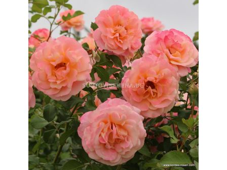 Роза Peach Melba ADR - 1 брой - 2