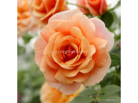 Роза Peach Melba ADR - 1 брой - 5