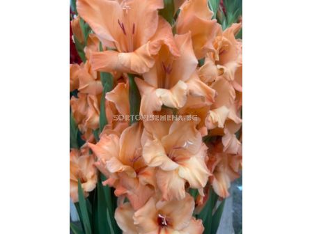 Гладиол Peche Melba - Gladiolus large-flowered Peche Melba - 1бр.