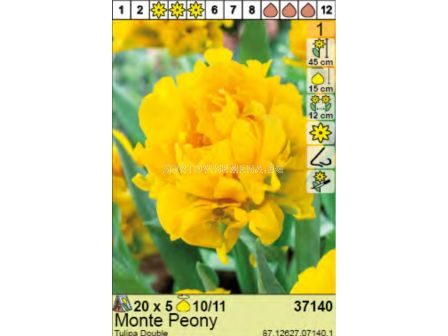 Лале/  Tulipa Monte Peony - Пакет: 1 оп. - 5 бр.
