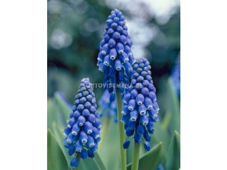 Мускари/ Muscari armeniacum 'Christmas Pearl - 1 бр. - 2