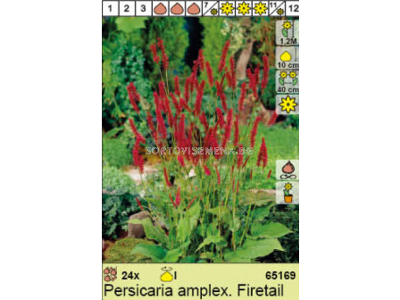 Персикария/ Persicaria amplex Firetail - 1 брой