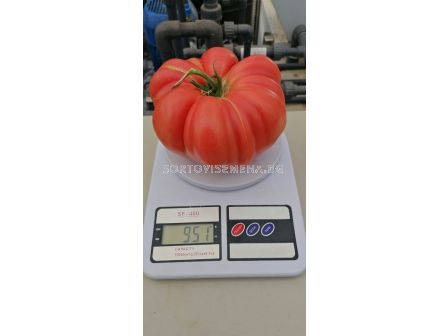 Семена домати Перуджино F1- Розов  - 3